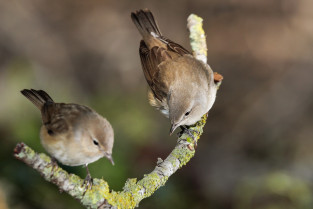 Más de 3000 ejemplares de aves se darán cita en el Campeonato Regional de Ornitología de Don Benito