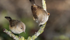 Más de 3000 ejemplares de aves se darán cita en el Campeonato Regional de Ornitología de Don Benito