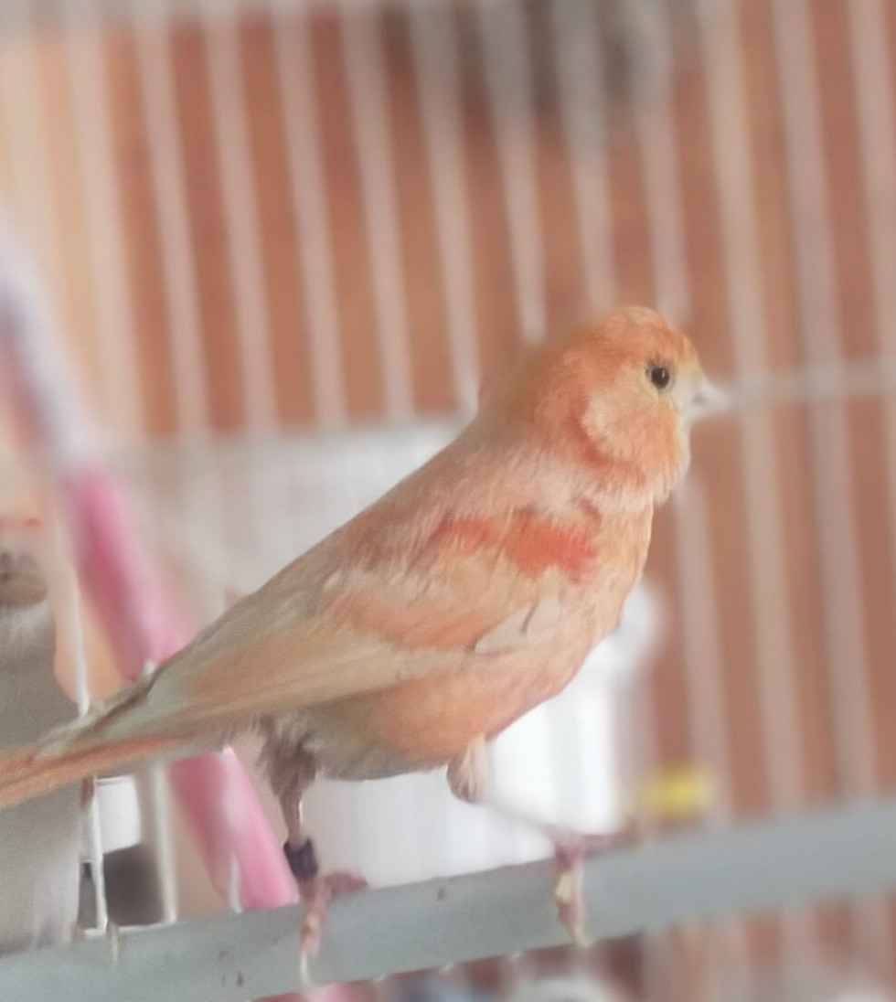 El XXVIII concurso Ornitológico-Exposición ‘Ciudad de Zafra’ contará con más de 100 criadores y 1.300 aves