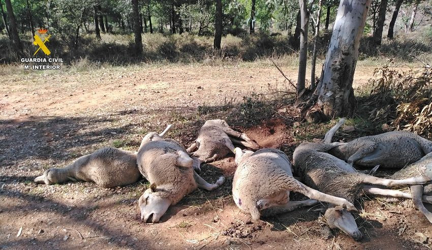 Encuentran varias ovejas muertas y dos agonizando abandonadas en varios caminos