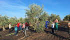 Más de 200 escolares de Villafranca de los Barros participan en el taller de recogida y aderezo de aceituna