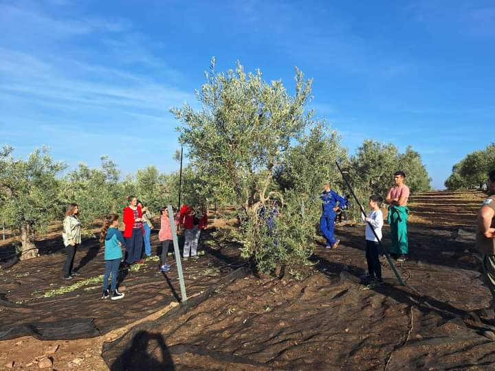 Más de 200 escolares de Villafranca de los Barros participan en el taller de recogida y aderezo de aceituna