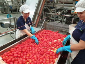 UPA-UCE denuncia que las industrias del tomate paguen precios por debajo de los del año pasado