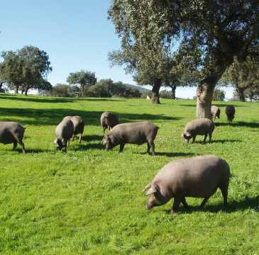 Zamora guarda silencio por las víctimas del atentado de Barcelona 