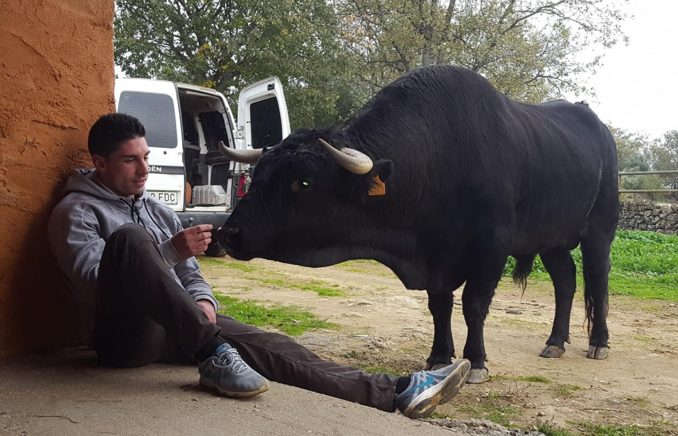 Muere 'Elegante', el toro manso y compañero inseparable del recortador Luis Juanela