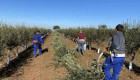 La Unión prevé que el kilo de aceite alcance los 8 euros 