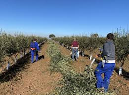 La Unión prevé que el kilo de aceite alcance los 8 euros 