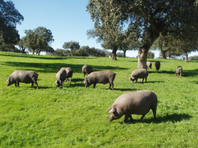 Extremadura concede más de 5,3 millones de euros en ayudas para mejorar la dehesa