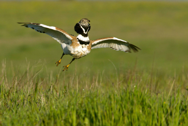 Preocupación por los daños de los productos antiparasitarios en zonas ganaderas de Extremadura