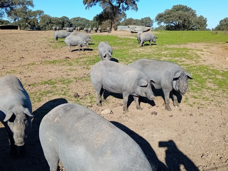 La Diputación de Badajoz abre la campaña de entrega de cerdos para las matanzas populares