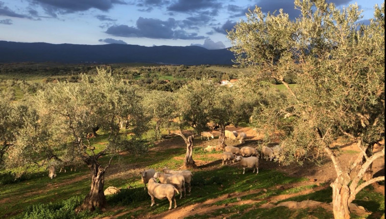 La Sierra de Gata ofrece al visitante su riqueza de aceites y olivares durante el puente festivo