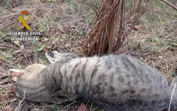 Matan a tiros a 18 gatos de una colonia en Valverde de la Vera