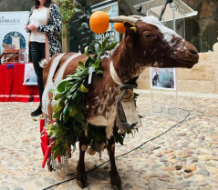 Las fiestas de La Borrasca de Ceclavín arrancan con la tradición de la 