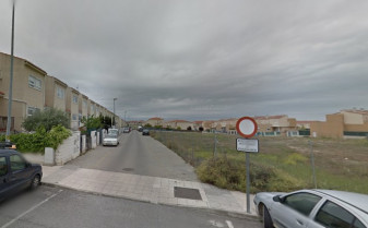 Herido un hombre tras caerle una palmera encima en Cáceres