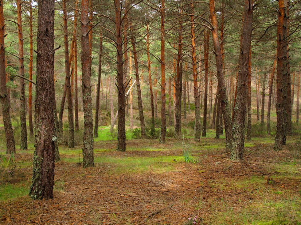 Talayuela promocionará en Fitur la riqueza natural y paisajística de su inmenso pinar