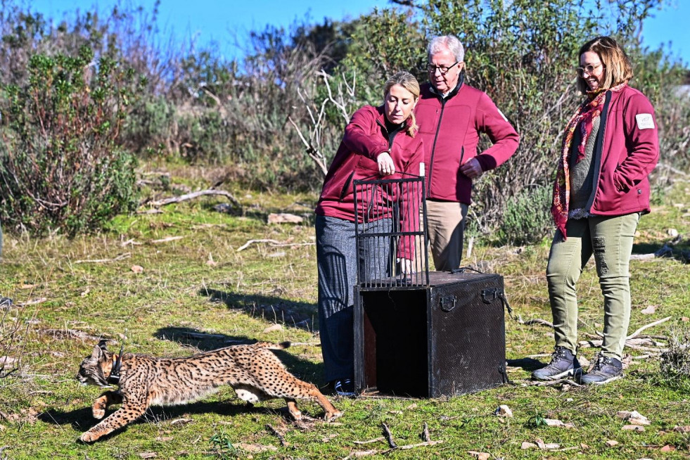 Orvalho, un lince ibérico nacido en libertad es soltado en Monfragüe