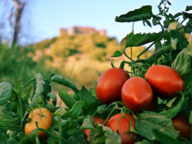 APAG Extremadura Asaja y Agryga expresan su desacuerdo en las negociaciones por el precio del tomate