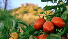 APAG Extremadura Asaja y Agryga expresan su desacuerdo en las negociaciones por el precio del tomate