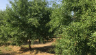 El centro de formación de Don Benito imparte un curso especializado en el cultivo del almendro