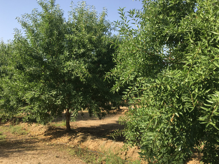 El centro de formación de Don Benito imparte un curso especializado en el cultivo del almendro