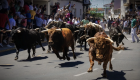 Moraleja abre el proceso para elegir el cartel que anunciará las fiestas de San Buenaventura