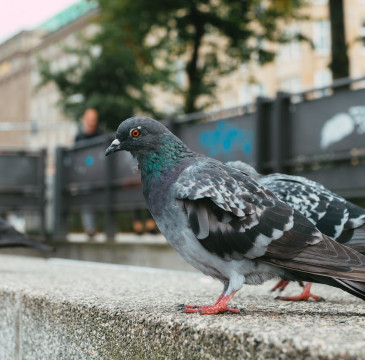 Zamora guarda silencio por las víctimas del atentado de Barcelona 