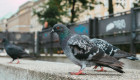 Villanueva de la Serena retira 800 palomas de las calles de la ciudad