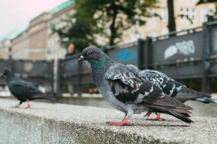 Villanueva de la Serena retira 800 palomas de las calles de la ciudad