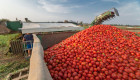 Asaja denuncia que producir una tonelada de tomate cuesta 128 euros y la industria lo paga a 107