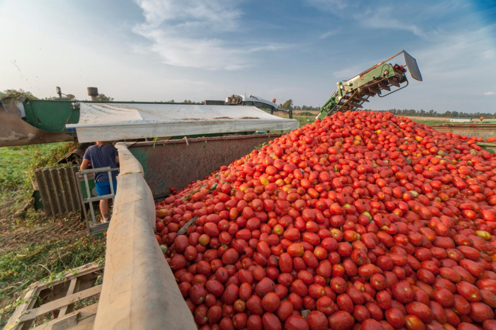 Asaja denuncia que producir una tonelada de tomate cuesta 128 euros y la industria lo paga a 107