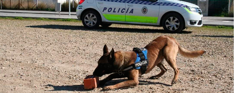 Detenido un menor de 15 años acusado de traficar con drogas en los alrededores de un instituto de Plasencia