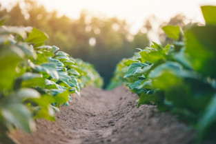 UGT alerta: si no se vende el tabaco a Cetarsa corren peligro 59.000 jornales en Extremadura