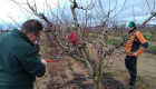 Extremadura formará a agricultores en poda e injerto de almendro, pistacho y nogal