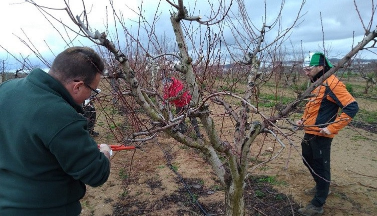 Extremadura formará a agricultores en poda e injerto de almendro, pistacho y nogal