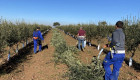 El paro descendió en Extremadura en 10.500 desempleados durante el año 2024