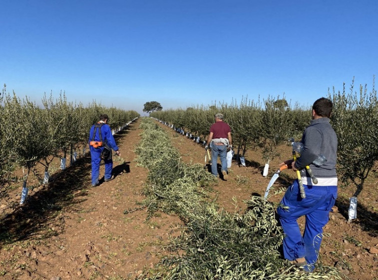 El paro descendió en Extremadura en 10.500 desempleados durante el año 2024