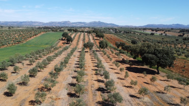 Las explotaciones agrícolas descienden un 14,7% en Extremadura entre 2020 y 2023