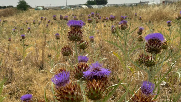 La DOP Torta del Casar prevé entregar media tonelada de plantas de cardo a la biorrefinería de Hervás