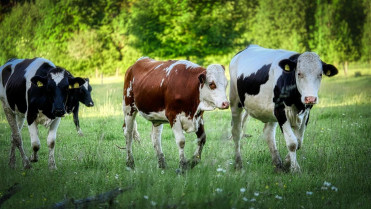 La lucha por el botiquín veterinario