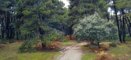 Talayuela promociona las visitas al pinar con una ruta apta para todos los públicos el día 16 de marzo