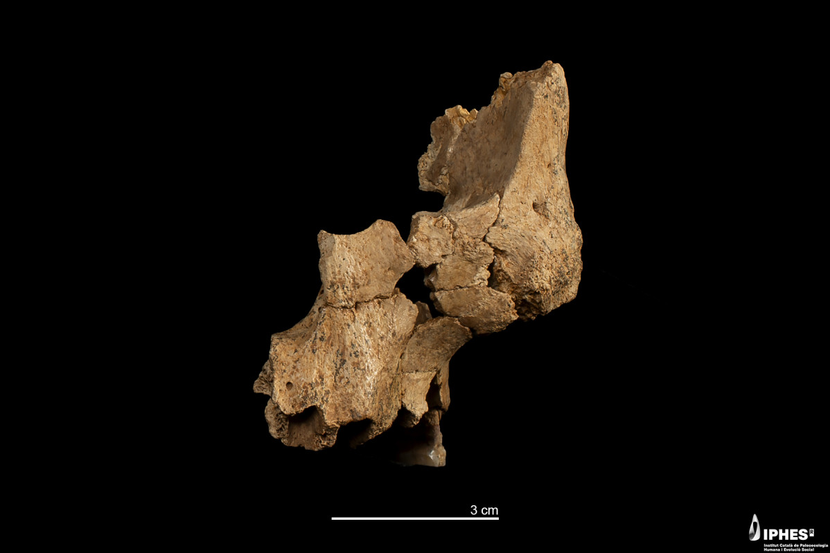 Descubrimiento facial humano atapuerca investigador mu00e9rida