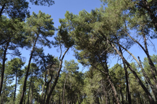 Limpiar el pinar de Talayuela para ayudar contra el cáncer y la parálisis cerebral