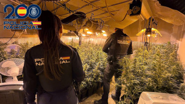 Detenido un joven de 20 años que tenía una plantación de marihuana en una nave de Almendralejo