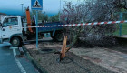 Las fuertes rachas de viento provocan la caída de un árbol en Moraleja