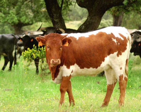 Vuelve el ganado vacuno a la Feria de Primavera de Zafra con las razas Retinta, Berrenda y Angus